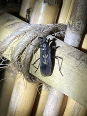 Ectomocoris cruciger