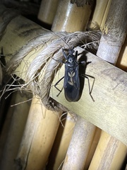 Ectomocoris cruciger