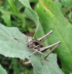 Pholidoptera pustulipes