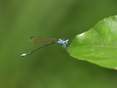 Allocnemis marshalli