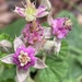 Rubus parvifolius - Photo (c) jen_w1, algunos derechos reservados (CC BY-NC)