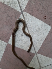 Epictia