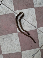Epictia