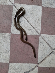 Epictia