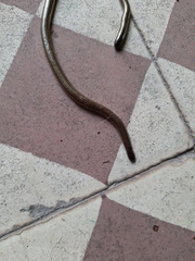 Epictia
