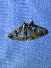 Glyphodes sycina