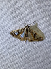 Glyphodes sycina