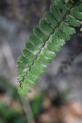 Adiantum caudatum