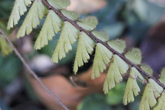 Adiantum caudatum