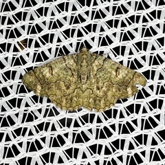 Aeolochroma rhodochlora