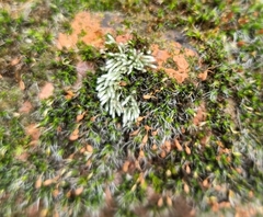 Bryum argenteum