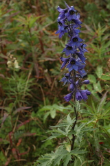 Delphinium inconspicuum