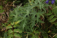 Delphinium inconspicuum