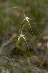 Caladenia pholcoidea