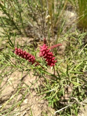 Prosopis humilis