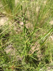 Prosopis humilis