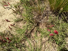 Prosopis humilis