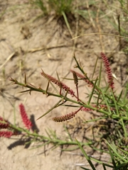 Prosopis humilis