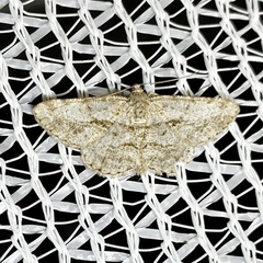Psilalcis isombra