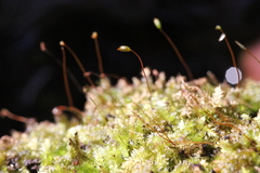 Fissidens crenulatus