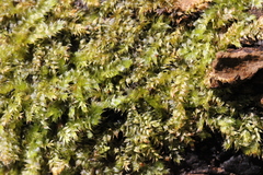 Fissidens crenulatus