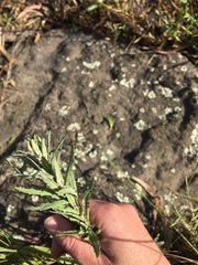 Epilobium hirtigerum