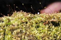 Fissidens crenulatus