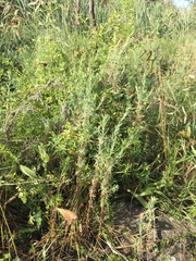Epilobium hirtigerum