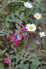 Tephrosia lindheimeri