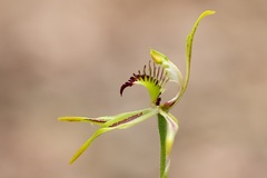 Caladenia corynephora