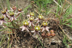 Asclepias multicaulis