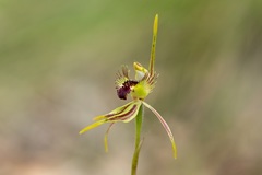 Caladenia corynephora