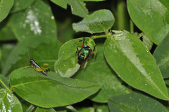 Labidioloryma strictoforceps