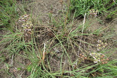Asclepias multicaulis