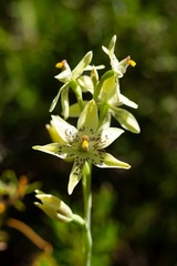 Thelymitra villosa
