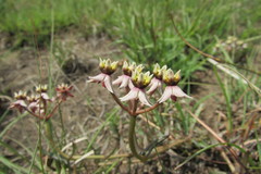 Asclepias multicaulis