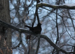 Turdus merula
