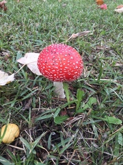 Amanita muscaria