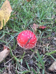 Amanita muscaria