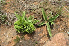 Pygmaeothamnus zeyheri