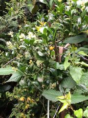 Palicourea boqueronensis