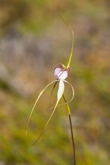 Caladenia serotina