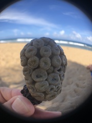 Palythoa grandiflora