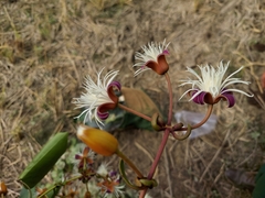 Clematis smilacifolia