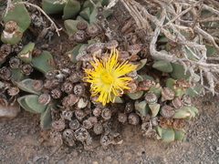 Pleiospilos compactus