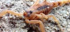 Tityus stigmurus