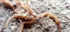 Tityus stigmurus