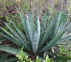 Agave sisalana