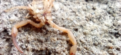 Tityus stigmurus