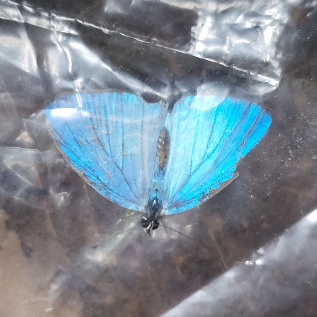 royal cerulean